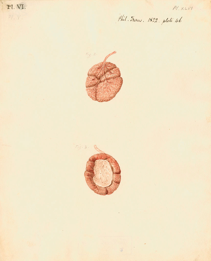 Detail of Rabbit placenta by William Clift