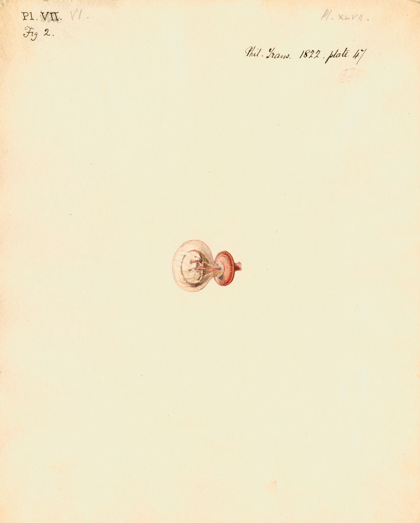 Detail of Rat foetus and placenta by William Clift