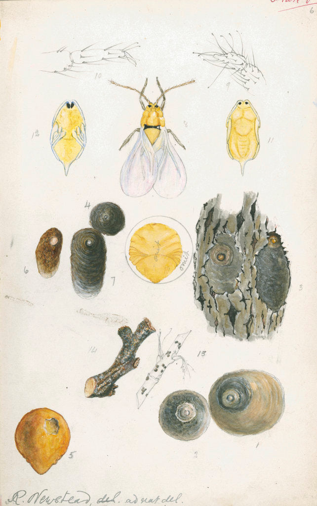 Detail of Aspidiotus ostreaeformis [European fruit scale] by Robert Newstead