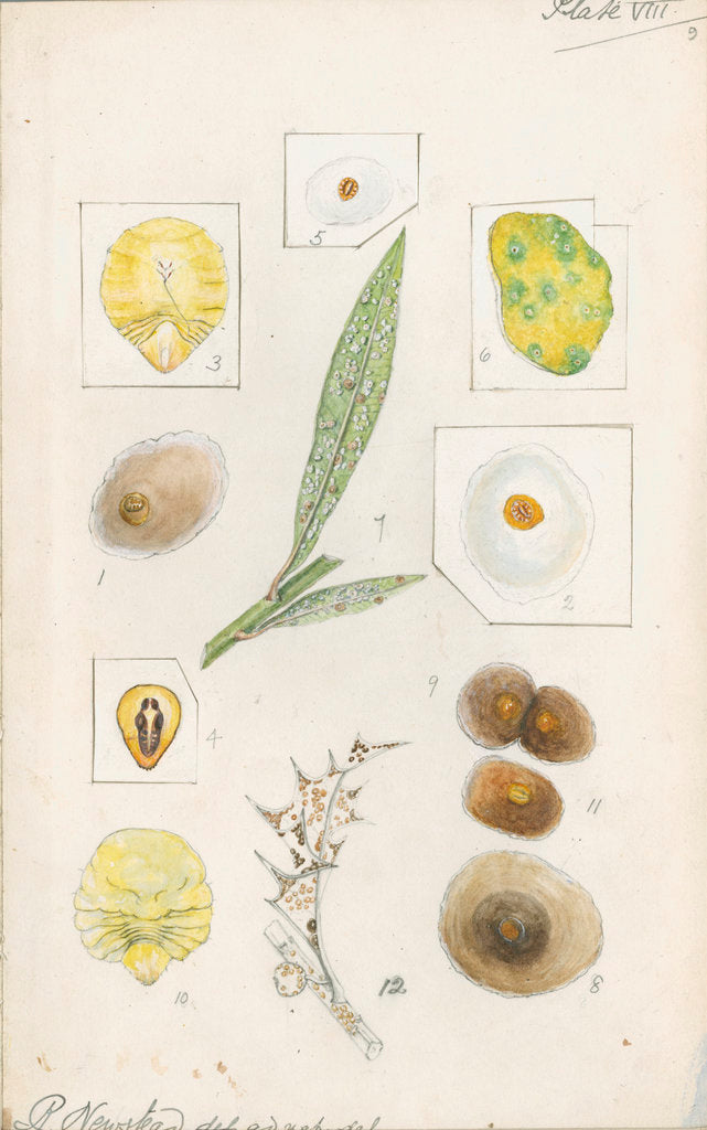Detail of Aspidiotus hederae [Ivy scale] and Aspidiotus britannicus [Holly scale] by Robert Newstead
