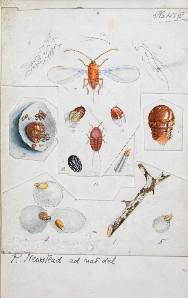 Detail of Aulacaspis rosae [Rose scale] by Robert Newstead