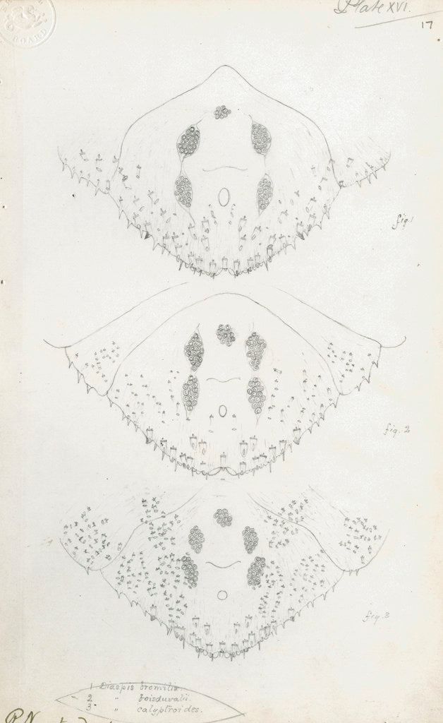 Detail of Posterior body parts of Diaspis bromellae [Pineapple scale], Diaspis boisduvalii [Biosduval scale] and Diaspis calyptroides [Cactus scale] by Robert Newstead