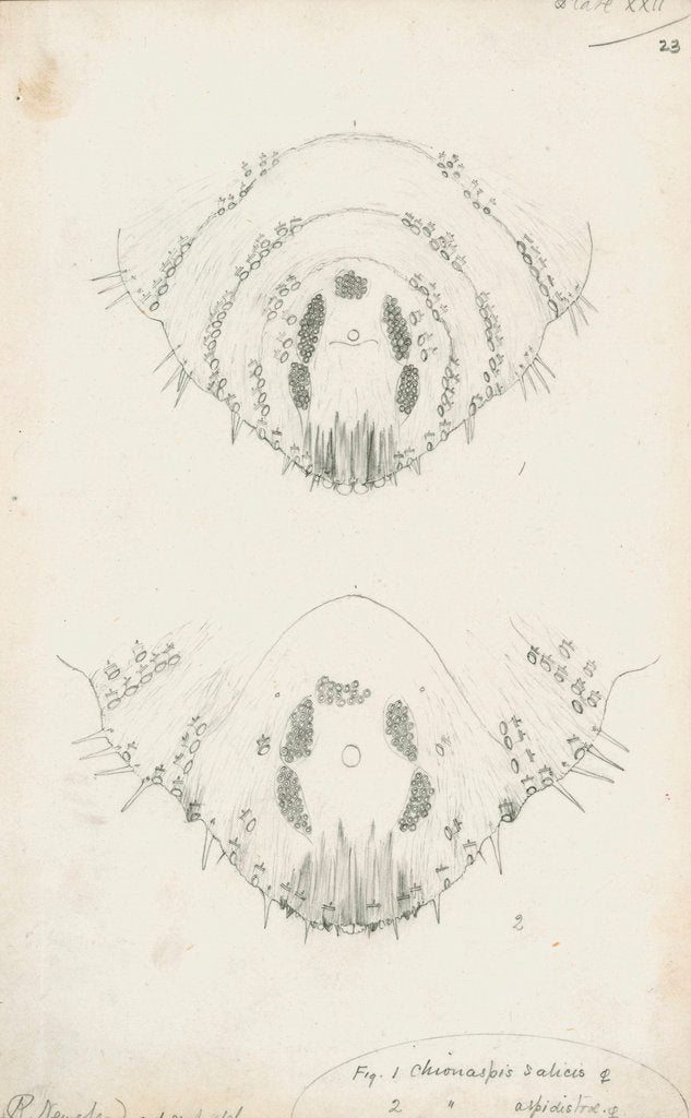 Detail of Posterior body margins of female Chionaspis salicis [Willow scale] and Chionaspis aspidistrae by Robert Newstead