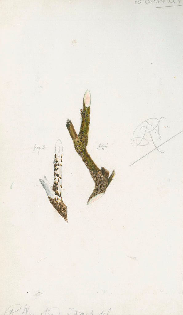 Detail of Mytilaspis pomorum [Mussel scale] by Robert Newstead