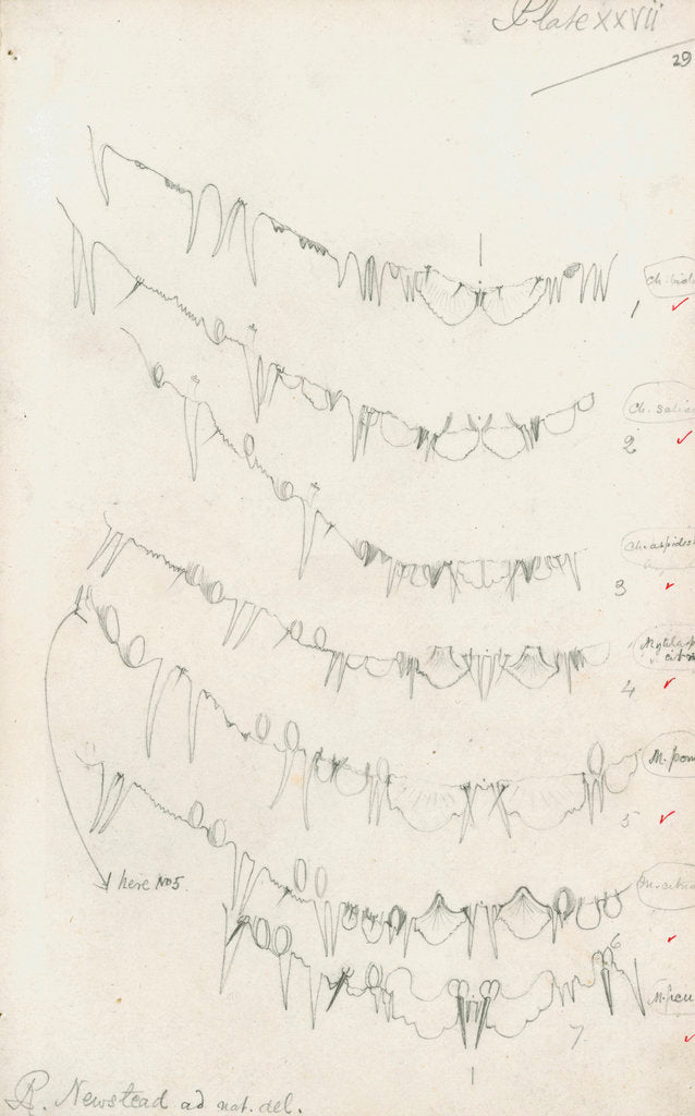 Detail of Posterior body margins of female Chionaspis and Mytilaspis by Robert Newstead