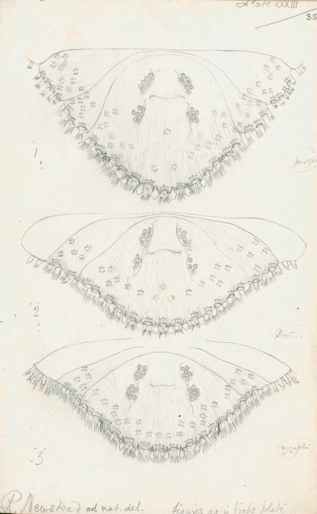 Detail of Posterior body parts of Parlatoria pergandii [Chaff Scale], Parlatoria proteus [Proteus scale] and Parlatoria zizyphi [Black parlatoria scale] by Robert Newstead