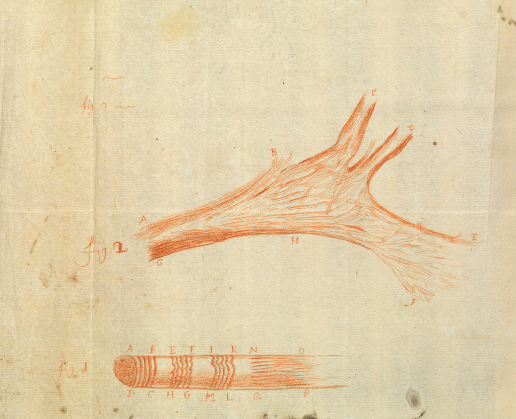 Detail of Microscopic views of muscle fibres of fish by Antoni van Leeuwenhoek