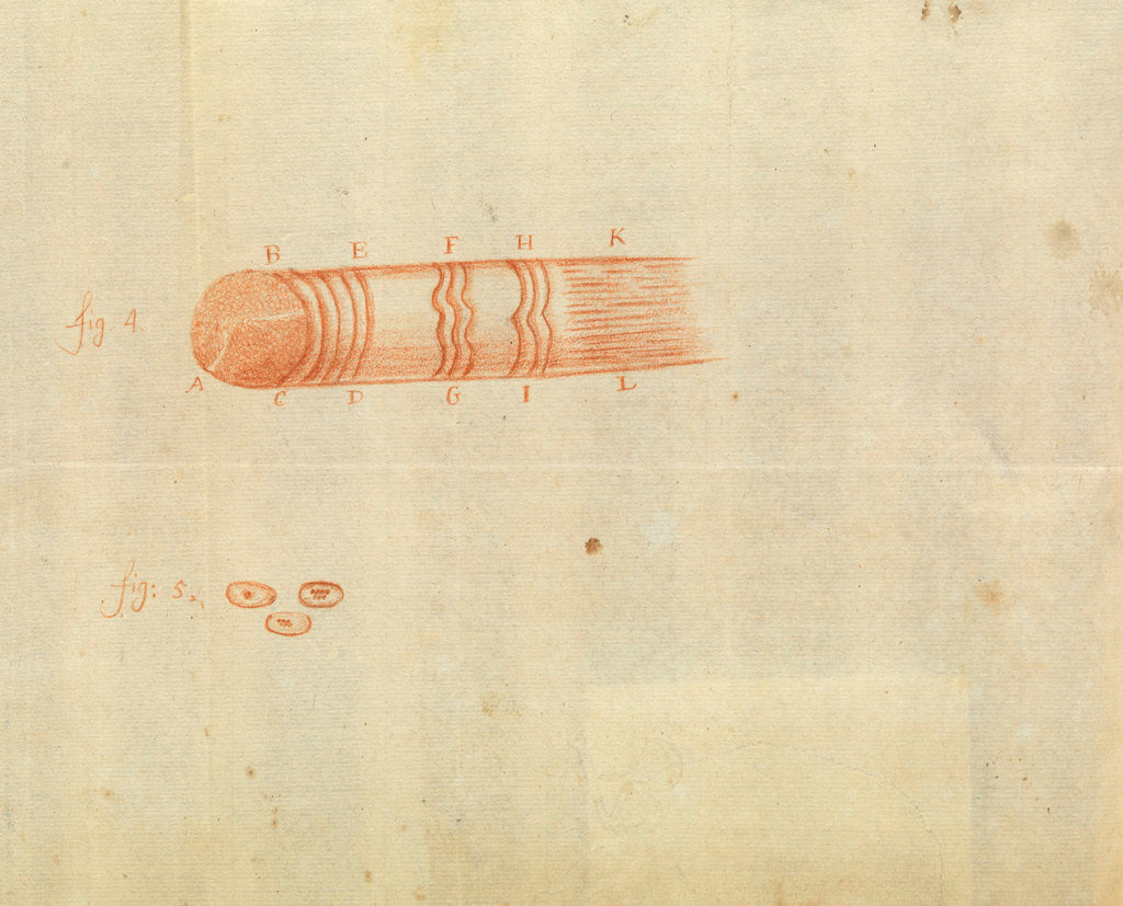 Detail of Microscopic views of muscle fibres and red blood cells of fish by Antoni van Leeuwenhoek