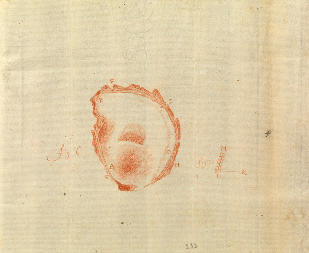 Detail of Microscopic view of an oyster shell by Antoni van Leeuwenhoek