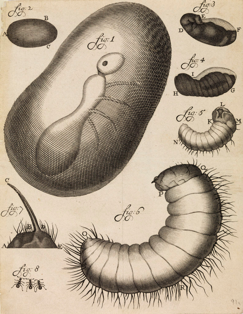 Detail of Microscopical observations of the development of the ant by Anonymous