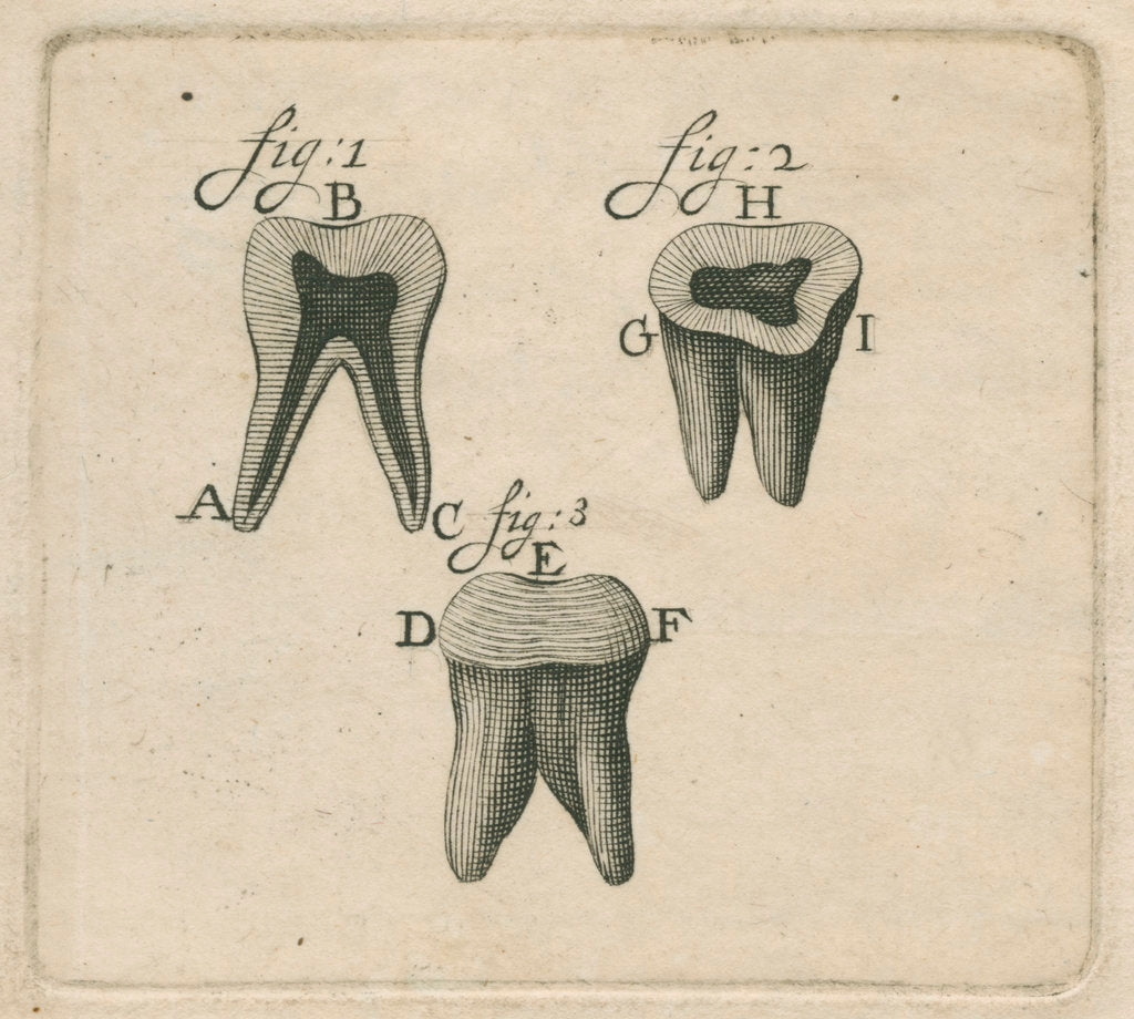 Detail of Microscopical observations of the structure of human teeth by Anonymous