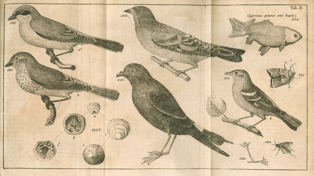 Detail of Birds, shells, a fish, an insect and a moth from Linnaeus's 'Swedish Fauna' by C Bergquist