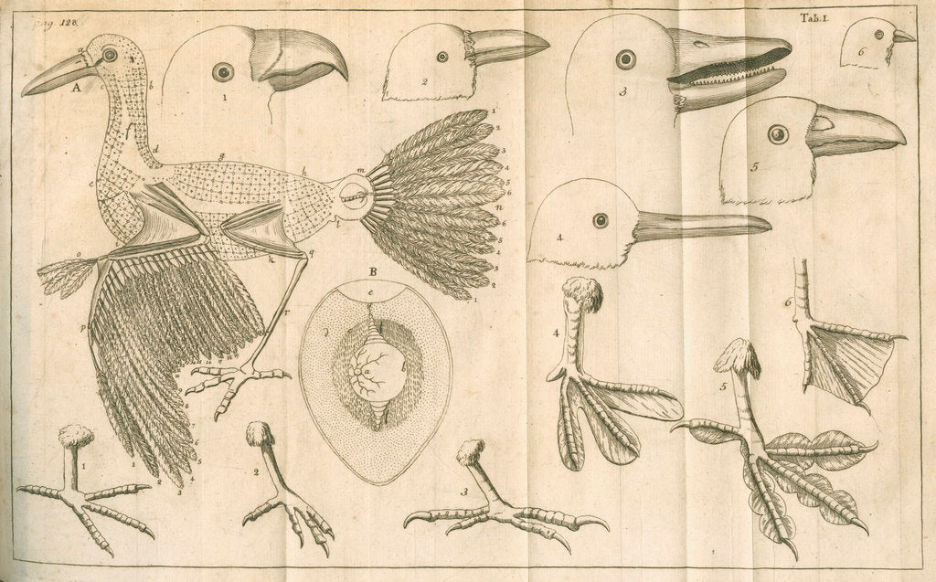 Detail of Comparative study of birds beaks and feet from Linnaeus's 'Academic delights' by Anonymous
