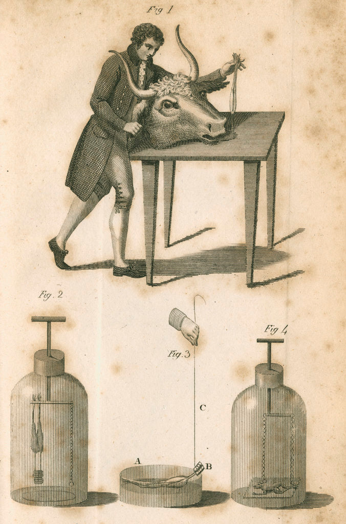 Detail of Experiments on galvanism by Anonymous