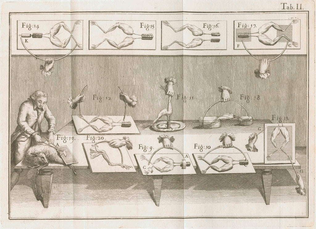 Detail of Galvani's electrical experiments on frogs legs by Anonymous
