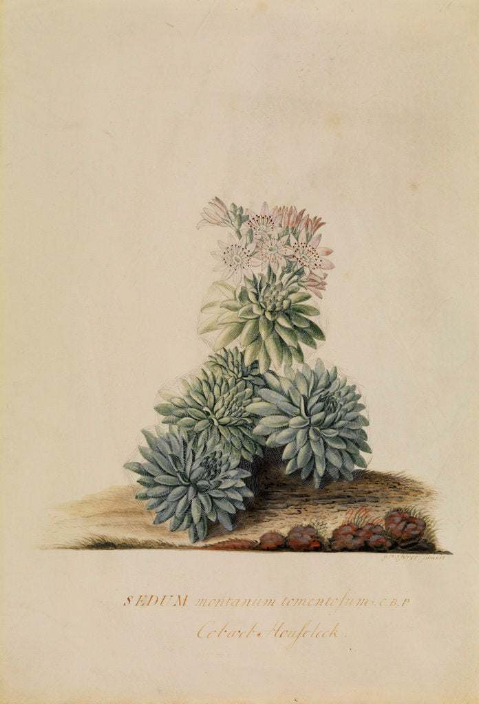 Detail of 'Sedum montanum...' by Georg Dionysius Ehret