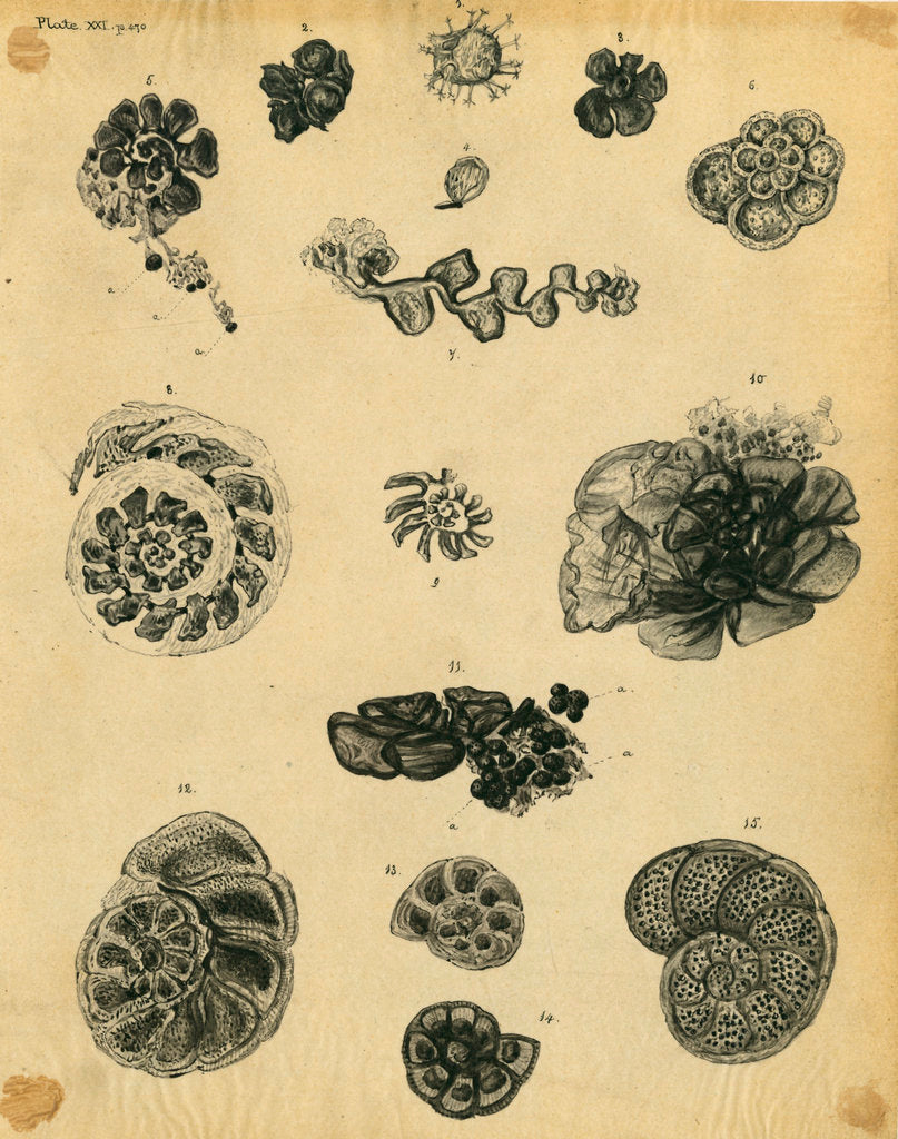 Detail of 'Fossil remains of the soft parts of Rotaliae in chalk and flint' by Henry Bowman Brady