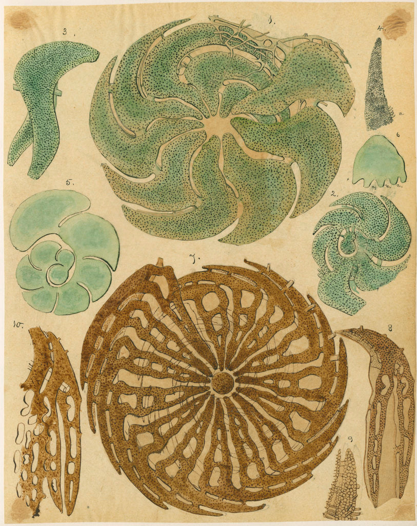 Detail of 'Nonionina bavarica…' [four specimens of foraminifera] by Henry Bowman Brady