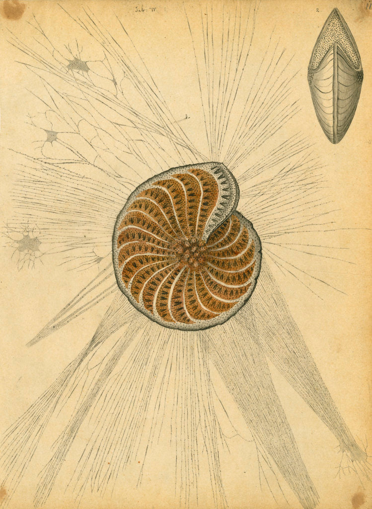 Detail of 'Polystomella strigilata' [specimens of foraminifera] by Henry Bowman Brady
