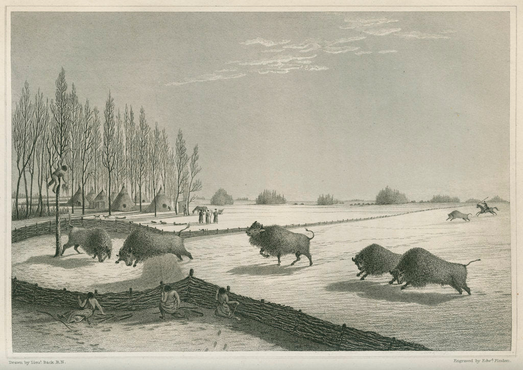 Detail of A buffalo pound, Feb. 8 1820 by Edward Francis Finden