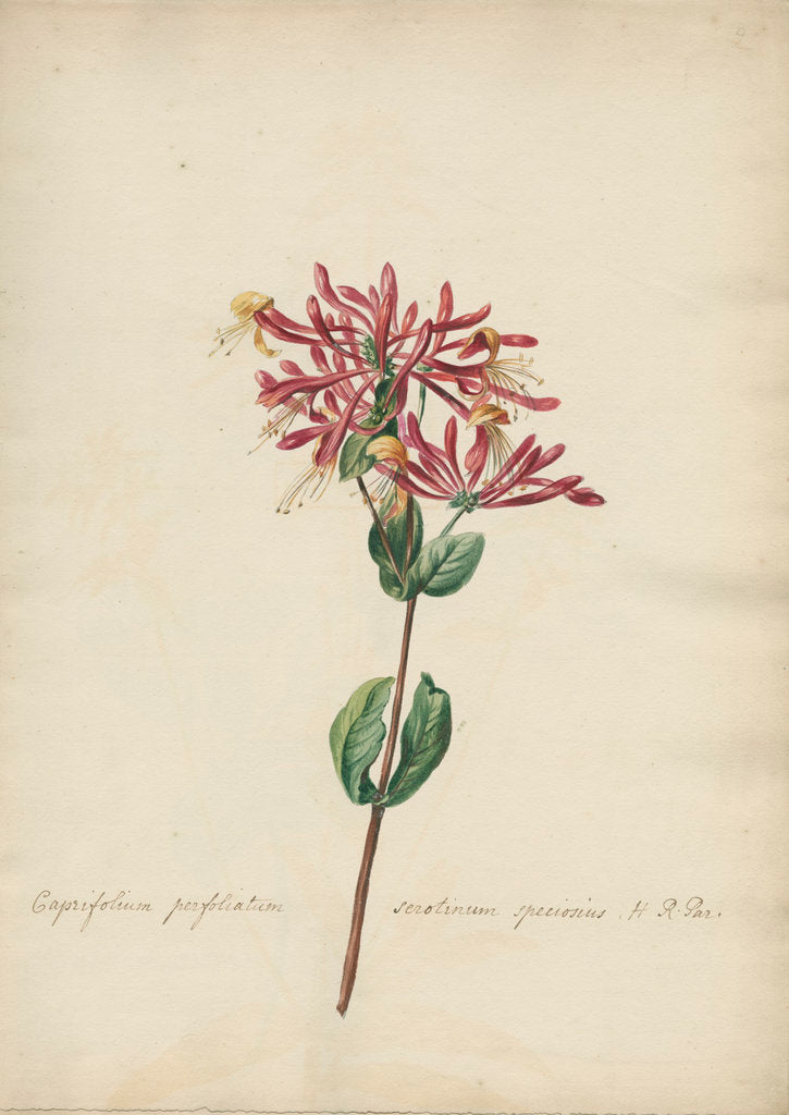 Detail of Caprifolium perfoliatum... by Jacob van Huysum