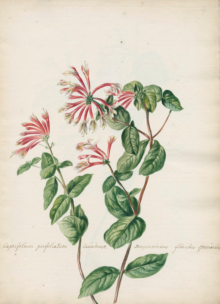 Detail of 'Caprifolium perfoliatum...' by Jacob van Huysum