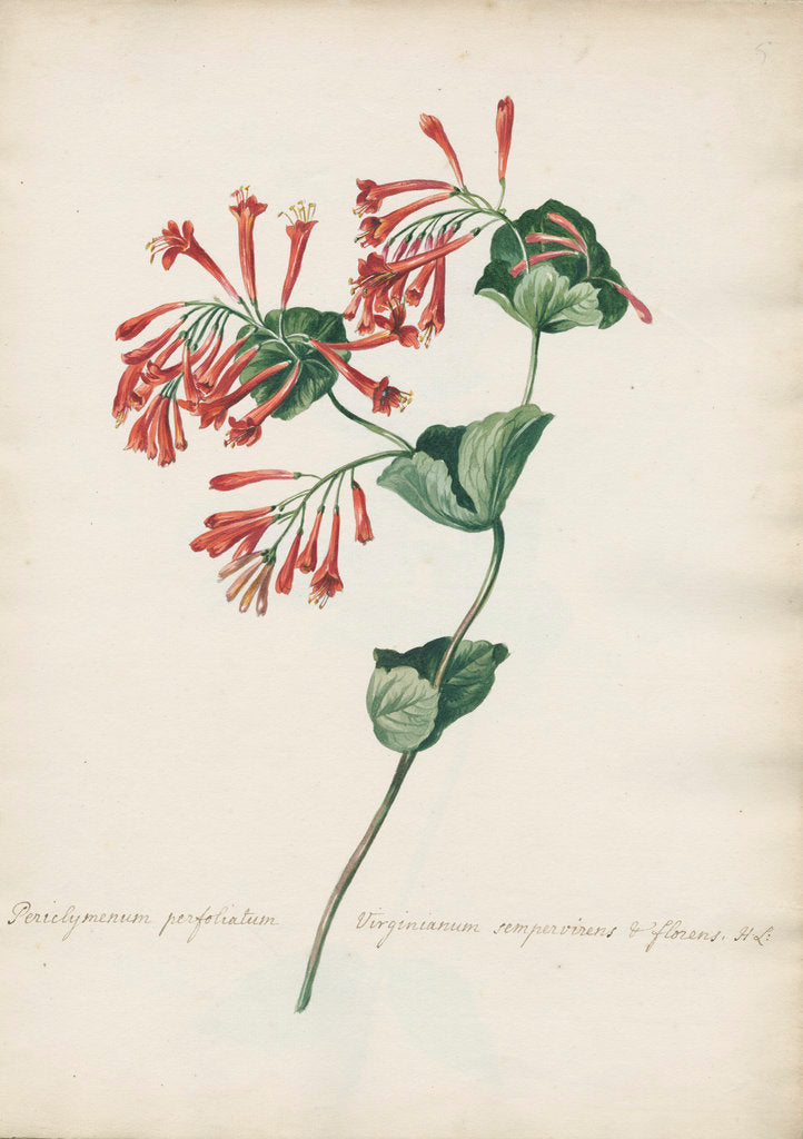 Detail of Periclymenum perfoliatum Virginianum... by Jacob van Huysum