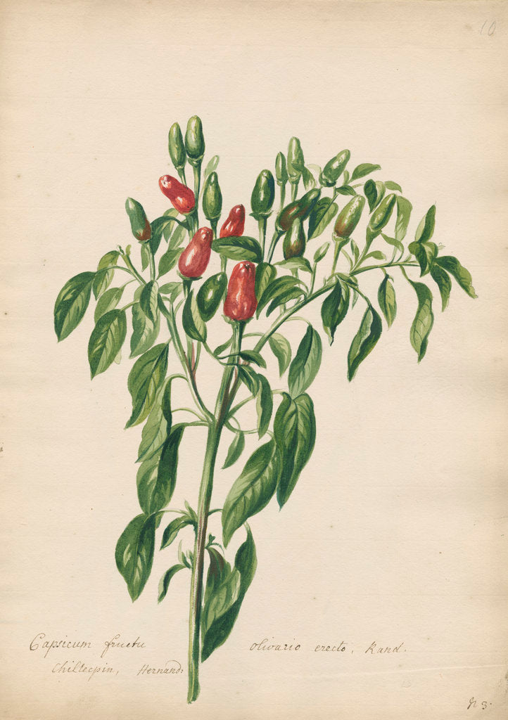 Detail of Capsicum fructu olivario... by Jacob van Huysum