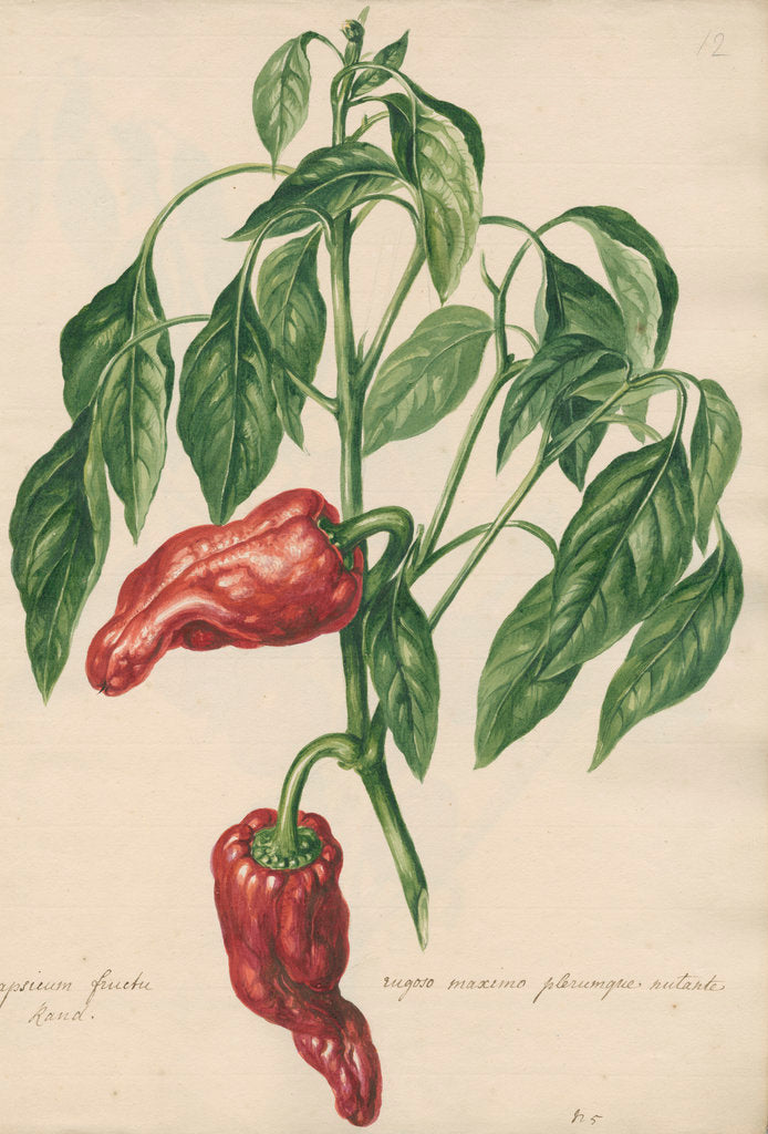 Detail of Capsicum fructu rugoso... by Jacob van Huysum