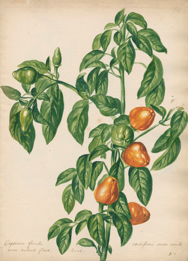 Detail of Capsicum fructu cordiformi... by Jacob van Huysum