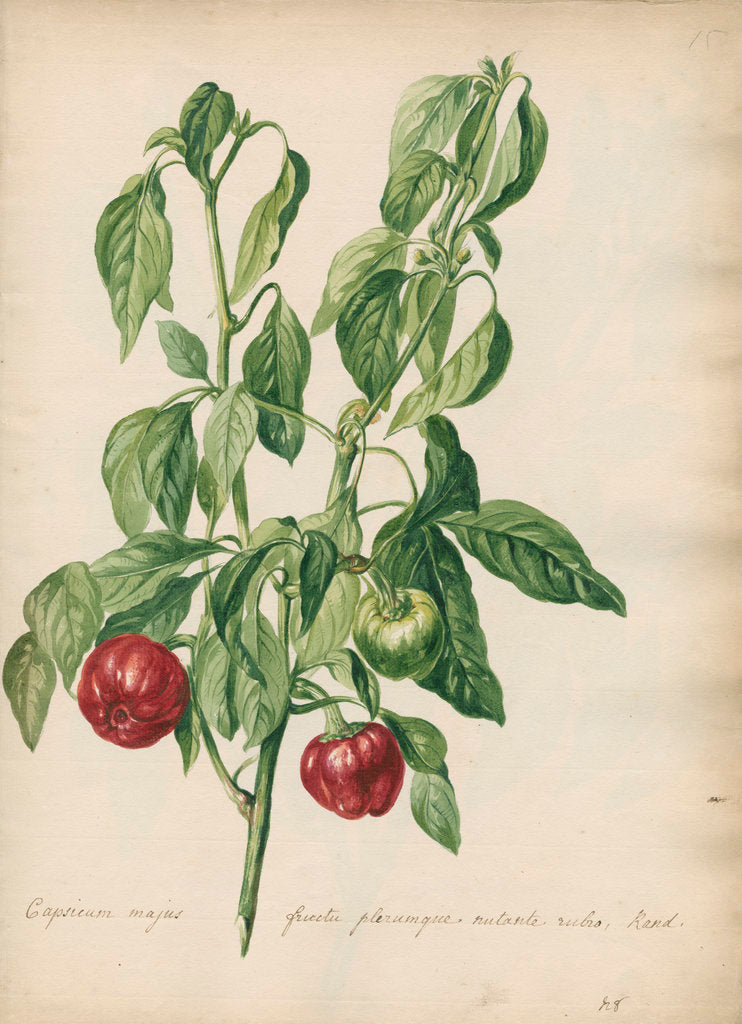 Detail of 'Capsicum majus fructu...' by Jacob van Huysum