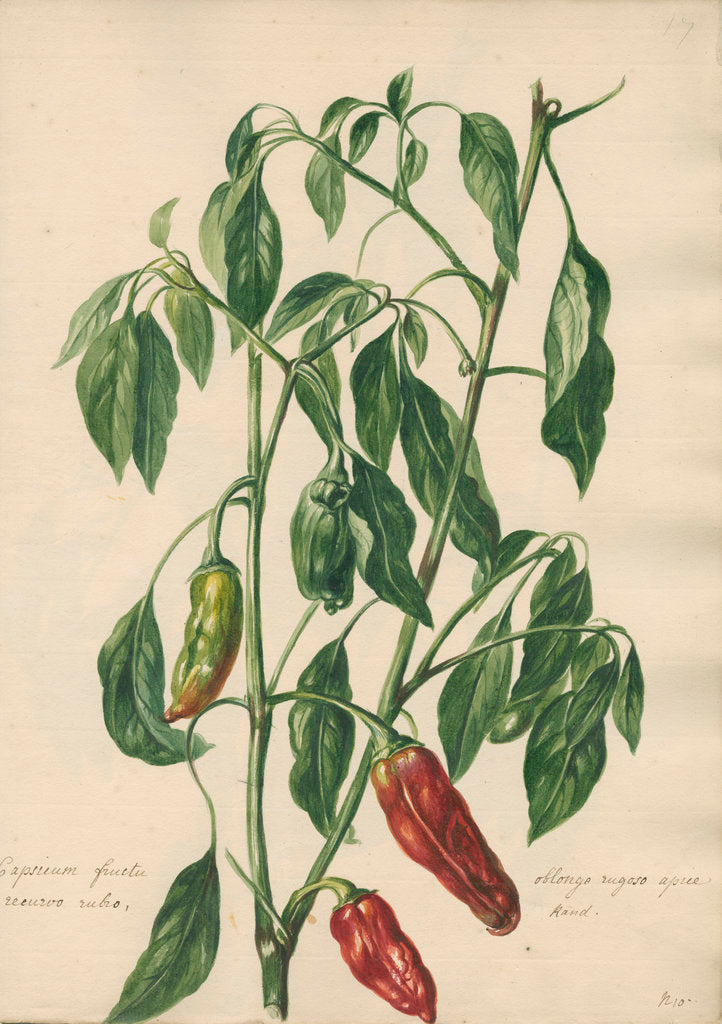 Detail of Capsicum fructu oblongo rugoso... by Jacob van Huysum
