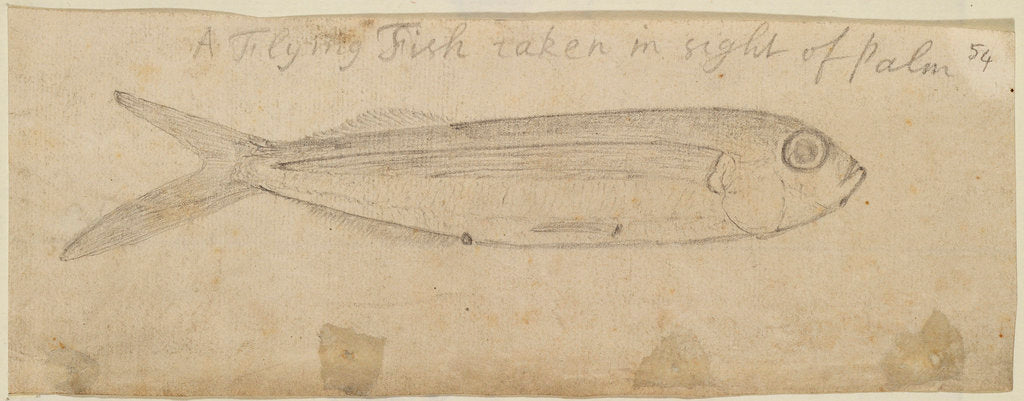 Detail of Flying fish by Edmond Halley