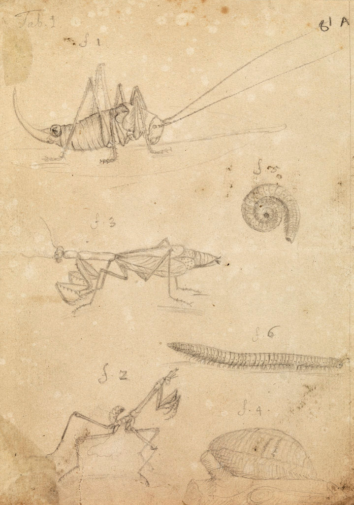 Detail of Cricket and two varieties of mantis by Johannes Philippus Breynius