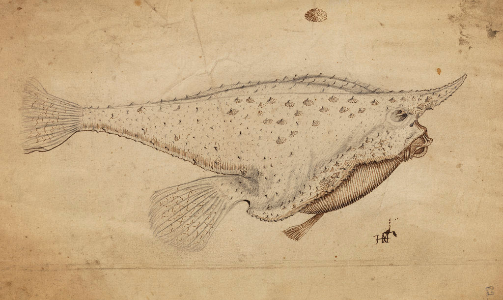 Detail of Longnose batfish by Henry Hunt