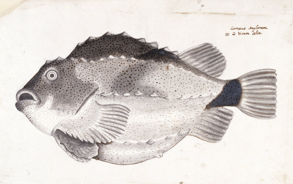 Detail of Lumpfish by Henry Hunt