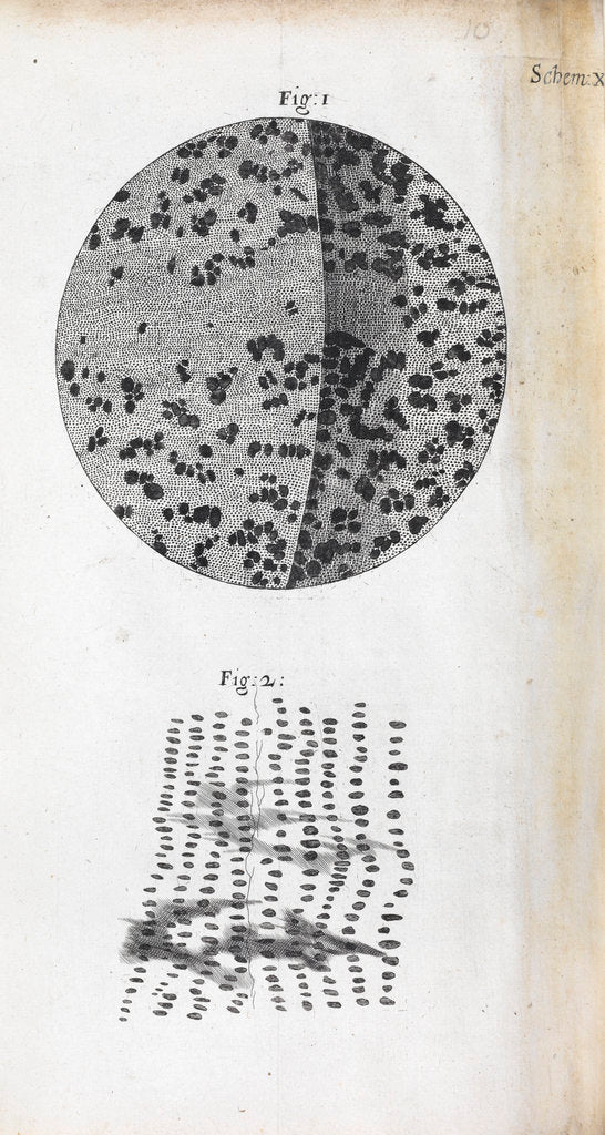 Detail of Microscopic views of charcoal by Robert Hooke