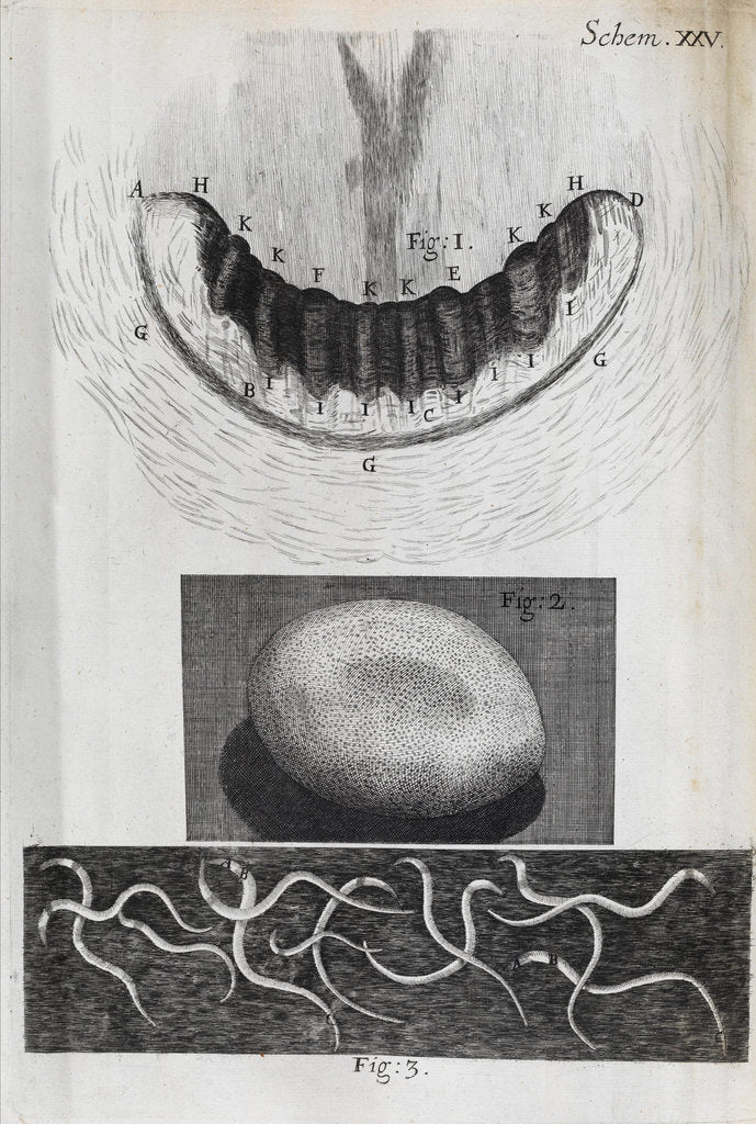 Detail of Microscopic views of a snail's teeth, silk-worm's egg and vinegar eels by Robert Hooke