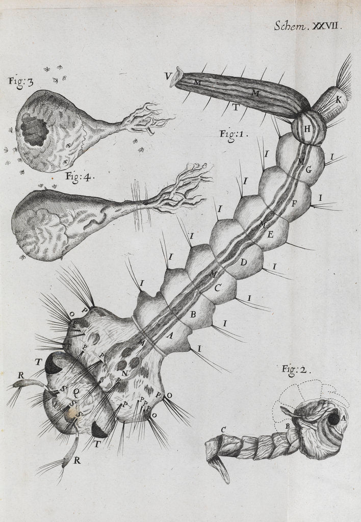 Detail of Microscopic views of a water-dwelling insect by Robert Hooke
