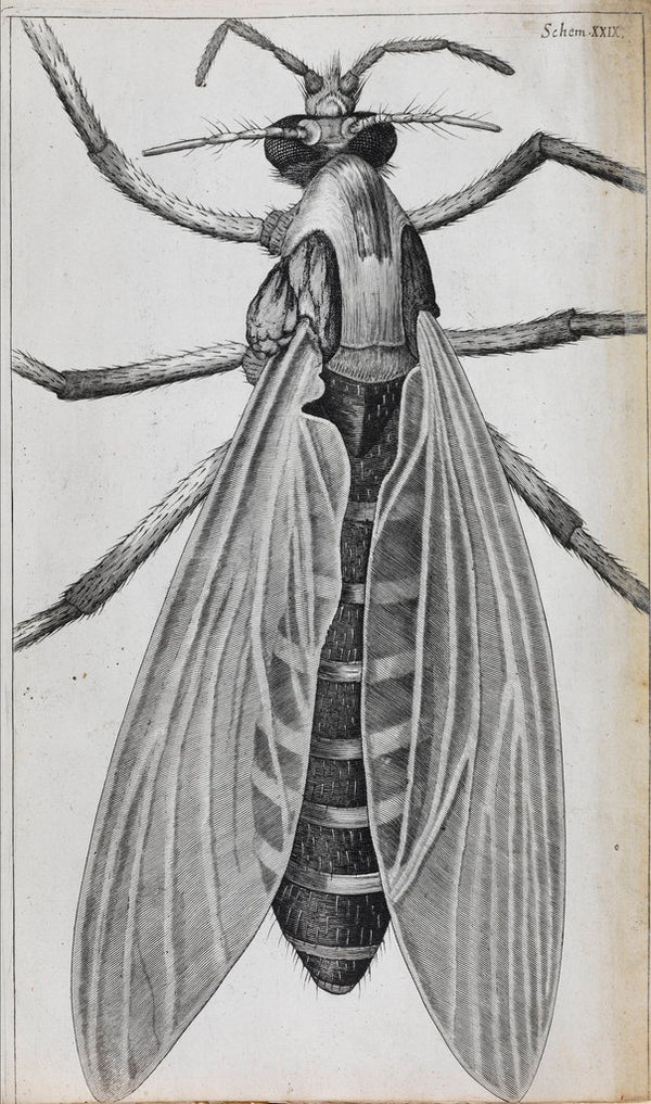 Gnat Paper Microscopic views of a female gnat posters & prints by Robert Hooke