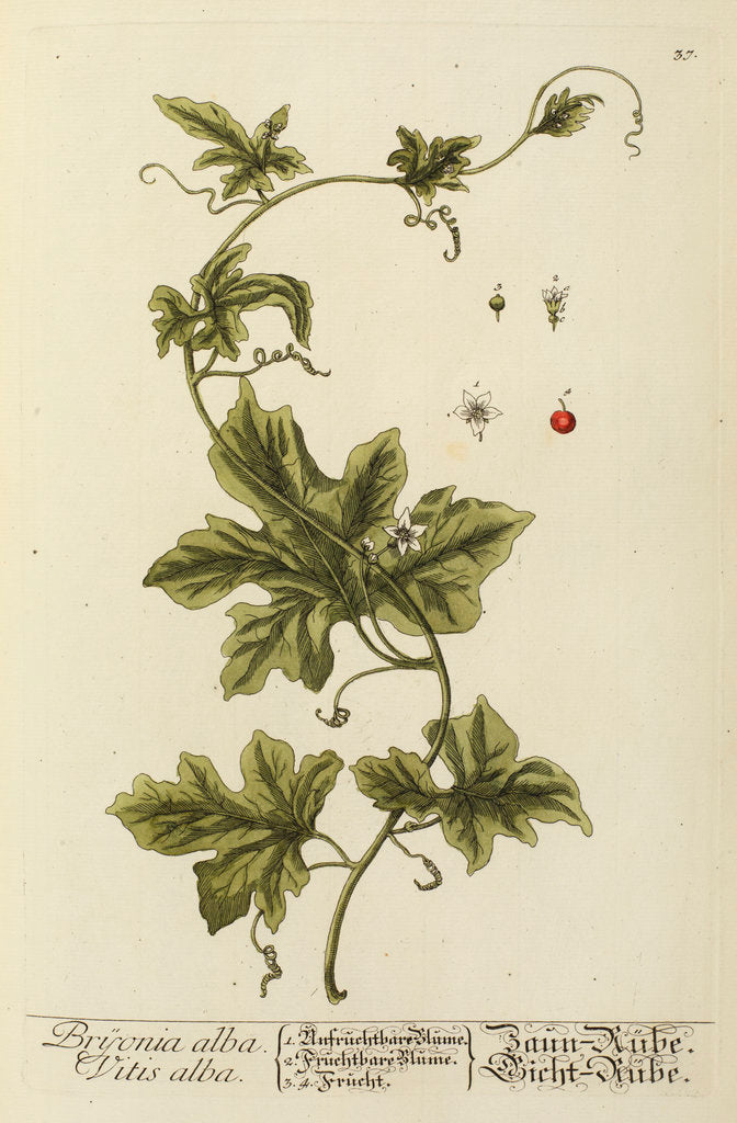 Detail of Bryonia alba by Elizabeth Blackwell