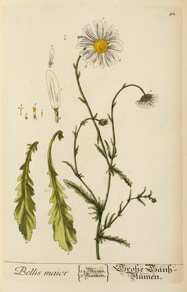 Detail of 'Bellis maior' by Elizabeth Blackwell