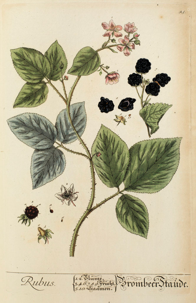 Detail of 'Rubus' by Elizabeth Blackwell