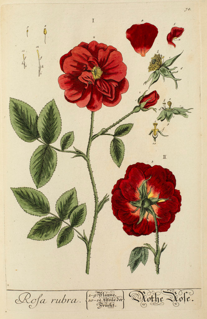 Detail of 'Rosa rubra' by Elizabeth Blackwell