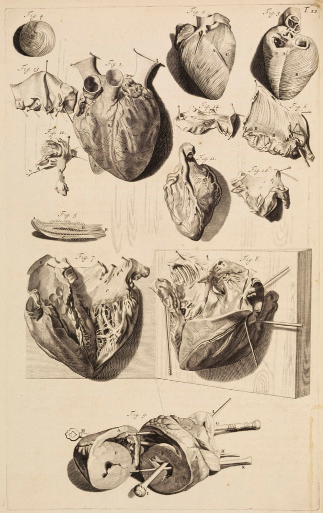 Detail of The human heart by Gerard de Lairesse