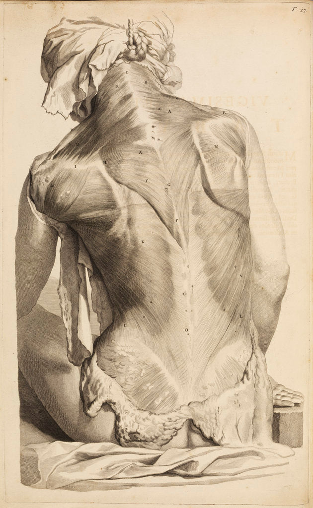 Detail of Back muscles by Gerard de Lairesse