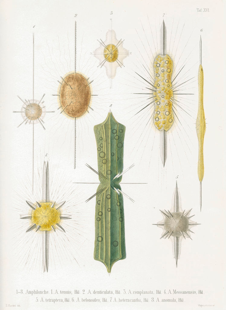 Detail of Various classes of radiolarian by W Wagenschieber