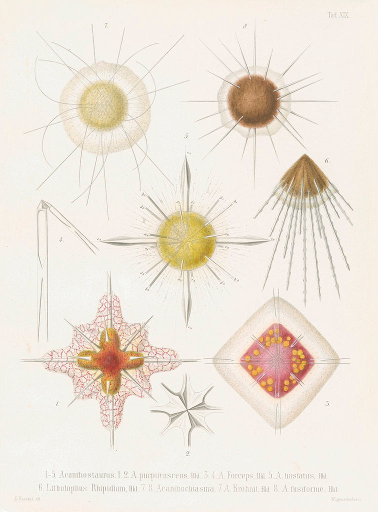 Detail of Various classes of radiolarian by W Wagenschieber