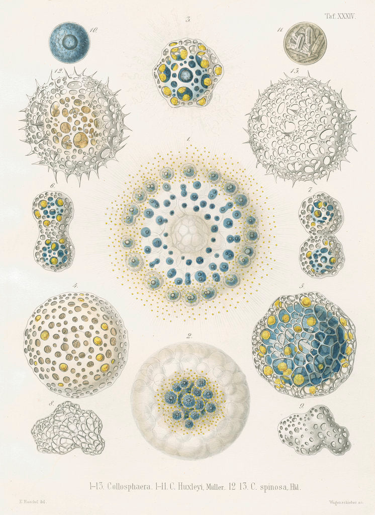 Detail of Various classes of radiolarian by W Wagenschieber