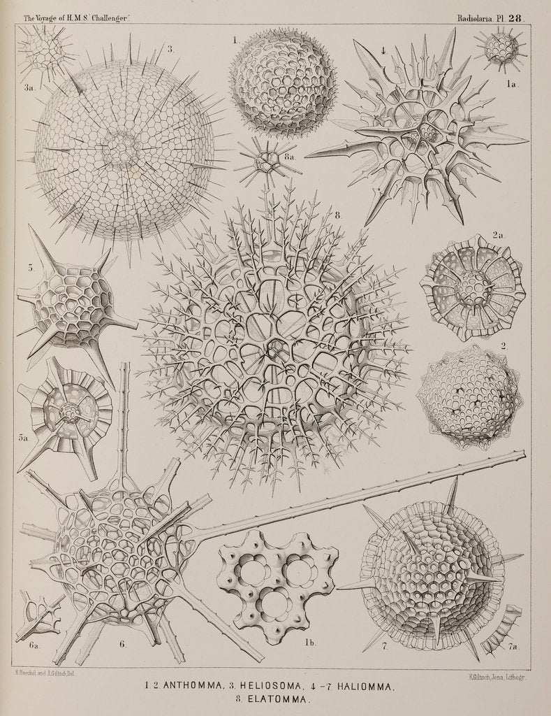 Various classes of radiolarian by E Giltsch